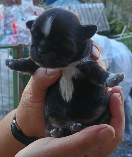 Temos 3 Filhotes Machos de Shih Tzu disponíveis! Reserve já o Seu!