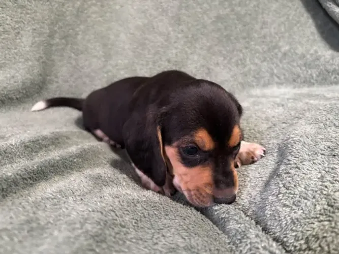 Filhoets de Beagle | Um amigo cheio de energia boa.