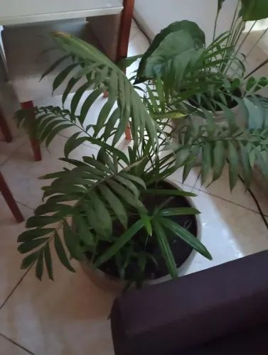 Plantas na descrição tem os valores