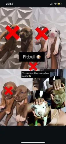 Filhote macho pitbull puro