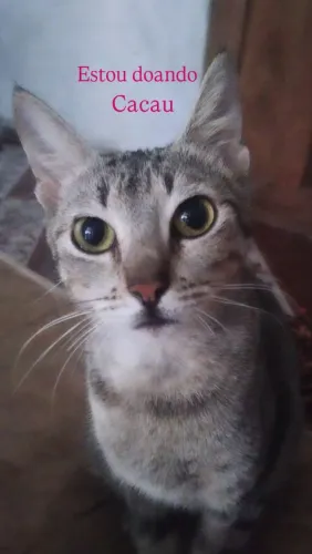 Gata