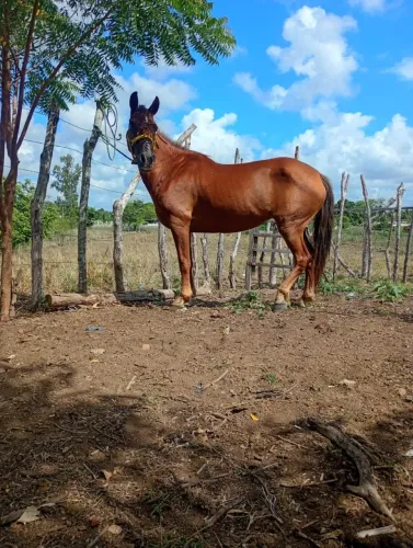 Égua de Esteira muito boa pra venda!!!