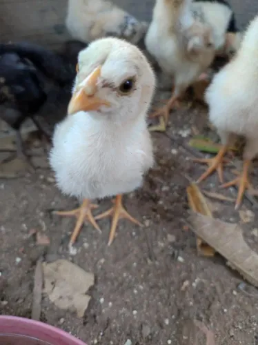 Pintinhos caipira