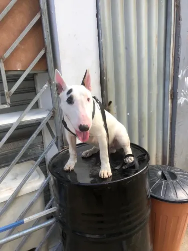Bull terrier inglês