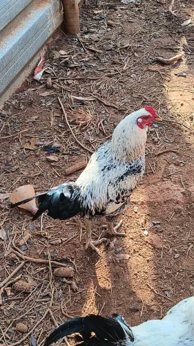 Galo caipira legítimo 
