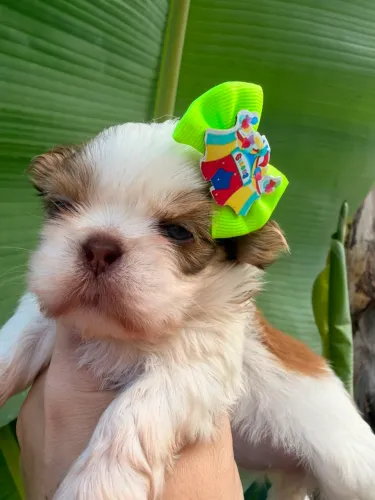 Vendo shitzu fêmea micro zero