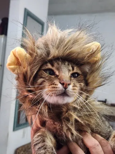 Fantasia para gatos