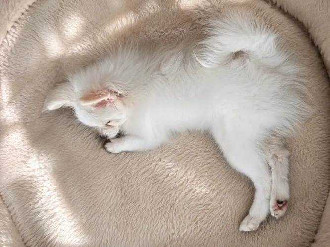 Spitz alemão