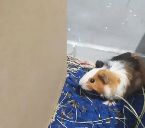 1 porco da Índia fêmea + saco de feno 