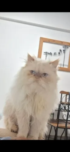 Gato persa macho procura namorada