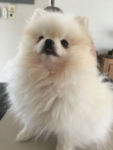 Spitz Alemão Amor que acompanha cada momento