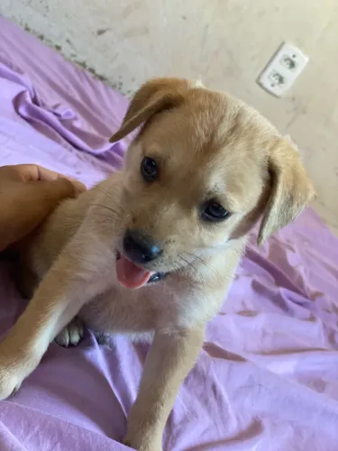 Cachorrinho pra adoção