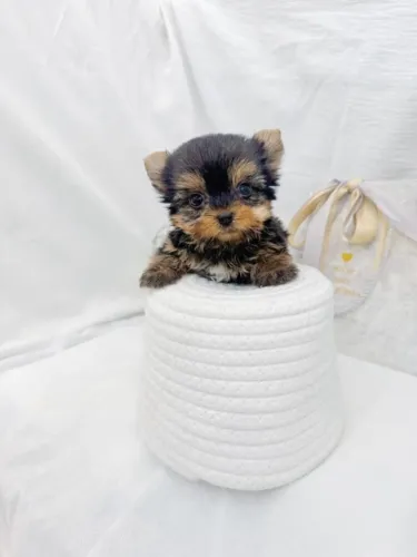 Cãozinho yorkshire dócil com procedência e saúde garantida