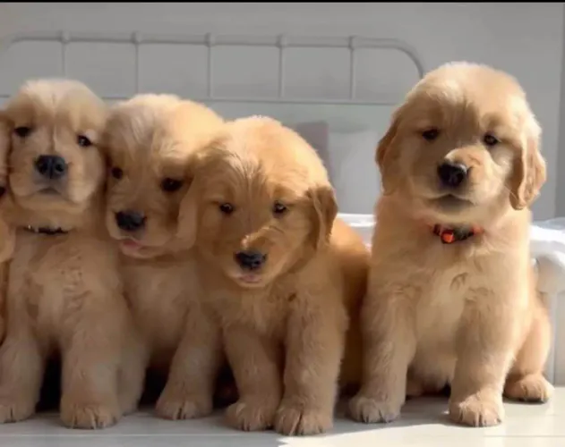 Filhote Golden Retriever, Um pacotinho de amor e travessuras te espera!