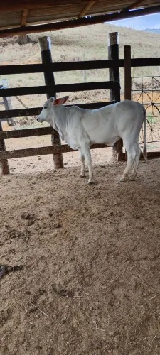 Bezerra Tabanel