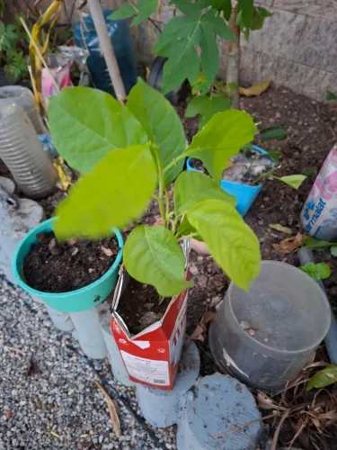 Muda de maracujá  doce  !