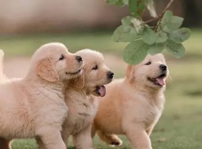 Golden retriever super filhotes ideal para presentear que você ama