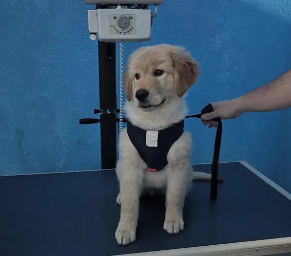 Doação Golden