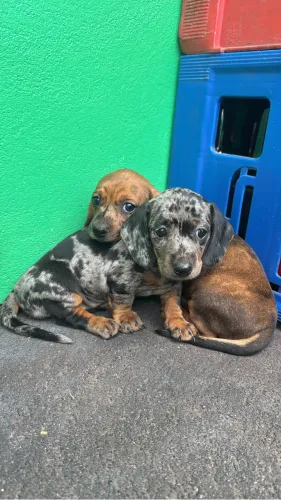Filhotes fêmeas Basset Daschund Alerquim anão