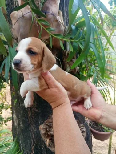 Filhote de dachshund salsicha.