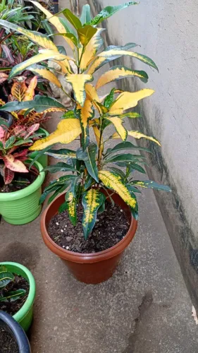 Venda de plantas adultas