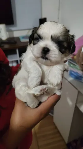 Lindos filhotes de Shitzu fêmea 