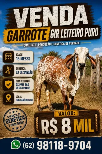 Reprodutor Gir Leiteiro