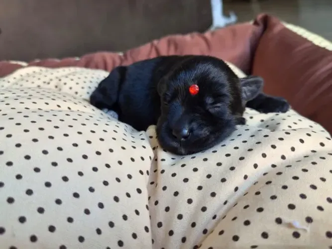 Schnauzer Miniatura Filhote - Fêmea Cor Preta