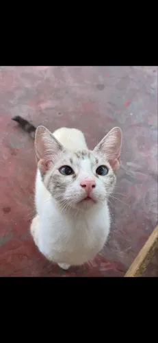 gatinha castrada