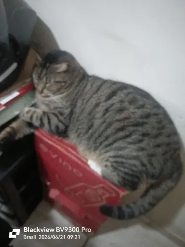 Procuro lar para 2 gatos Gêmeos 