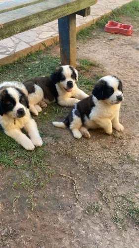 São Bernardo com pedigree