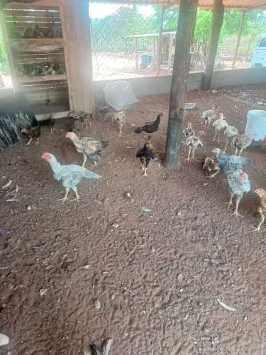 Venda de frango caipira