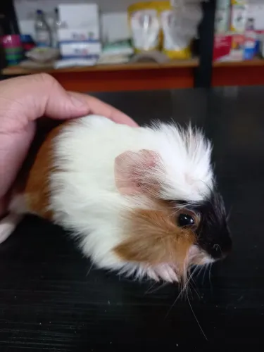 Porquinho da índia 