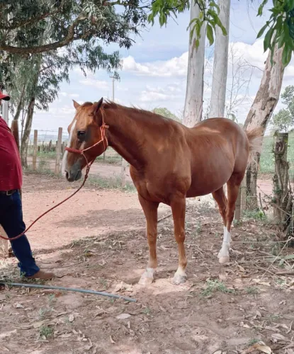 Cavalo QM