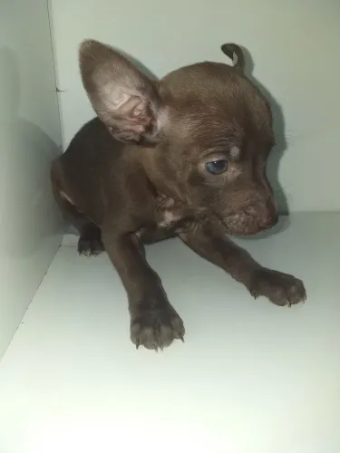 Filhotes de pinscher n0 fêmea