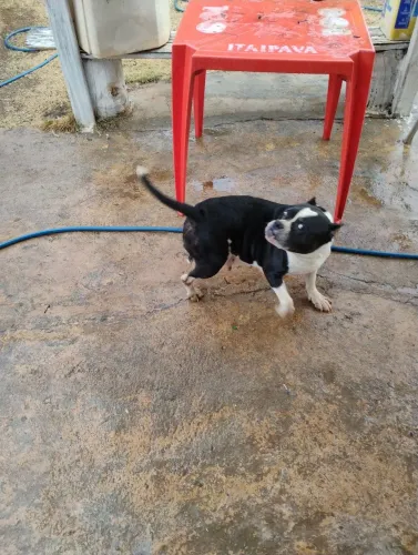 Amercan Bully femia Mini 