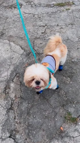Vendo Shih Tzu