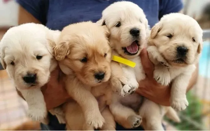 Golden Retriever charmoso