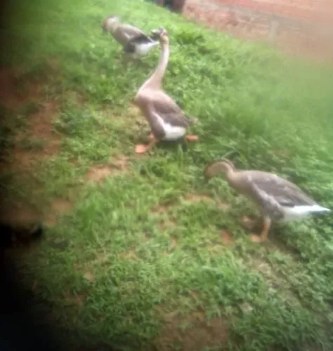 Vendo 4 gansas Africanas