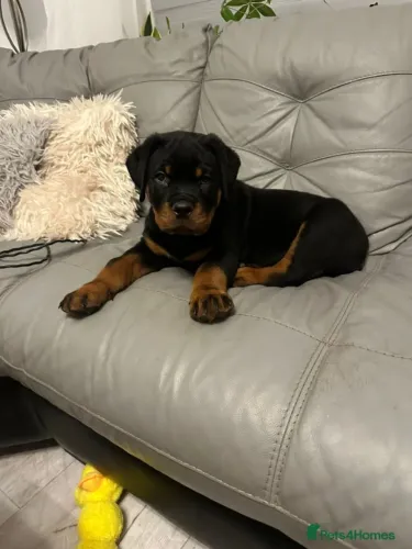 Filhote de cachorro rottweiler brincalhão ideal para guarda e lazer