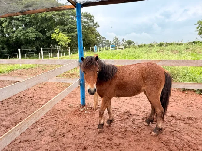 Mini pôneis