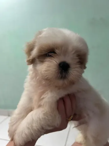Promoção ? Filhote de Shih Tzu macho disponível! ?
