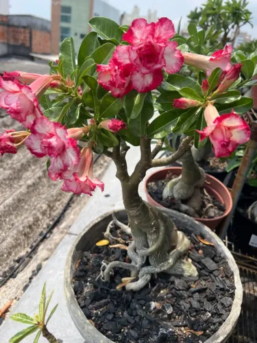 Rosa do deserto super linda e grande