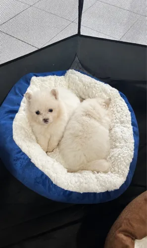 Spitz Alemão