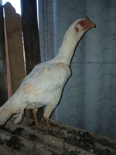 EXÓTICA das exóticas galinha mura