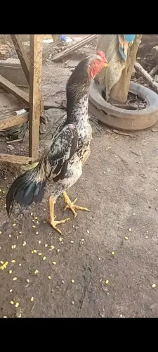 Animais