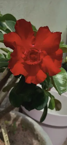 Rosas do Deserto, Sementes 