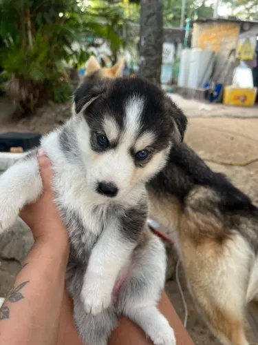 Husky siberiano
