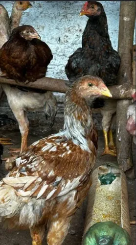 Galinha caipira
