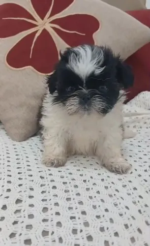 Shih Tzu macho mini